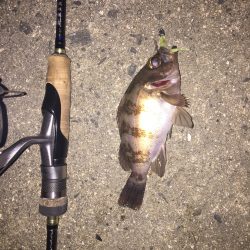 渋いメバル釣行